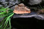 DSC_6877.JPG